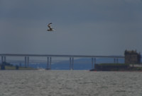 Tay Estuary Dundee